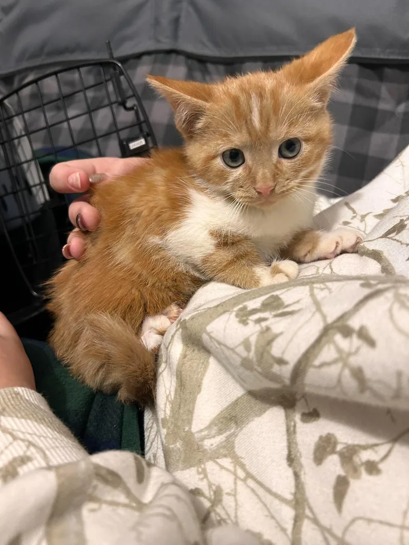 A baby medium-sized female Domestic Short Hair cat named Pumpkin for adoption in Detroit, MI