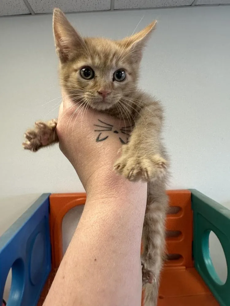 Talamage thumbnail 2