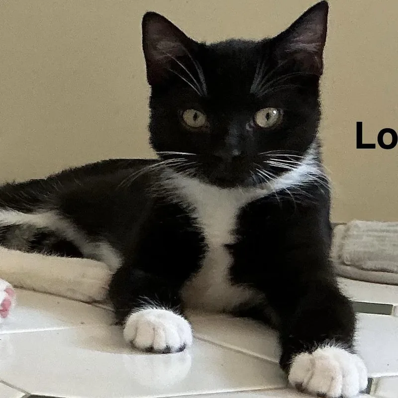 A baby small-sized male Black Domestic Short Hair cat named Loki for adoption in Abingdon, MD