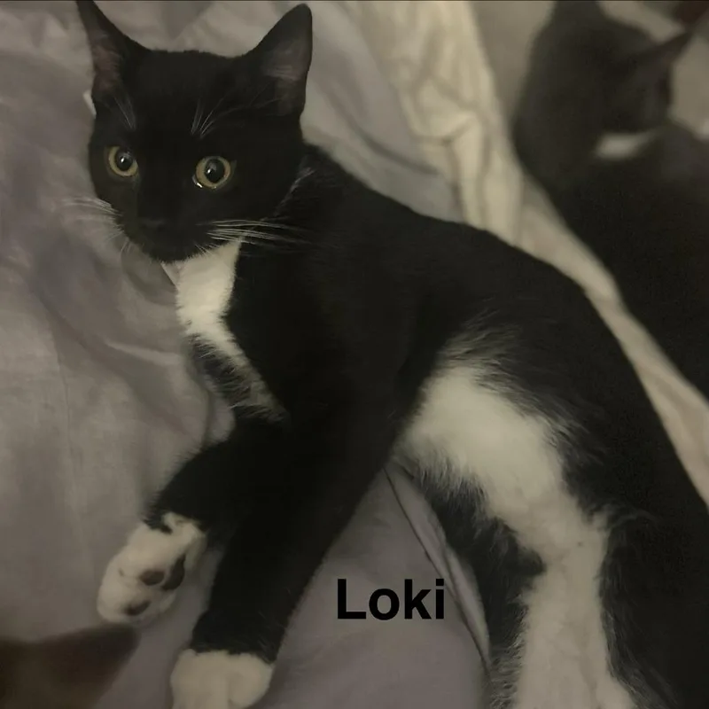 Loki thumbnail 3