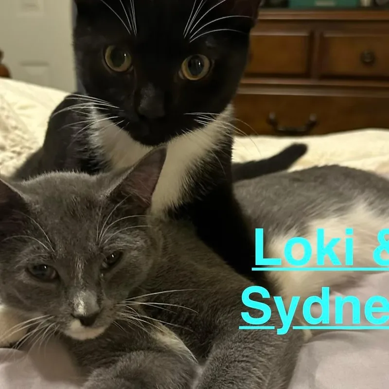 Loki thumbnail 4