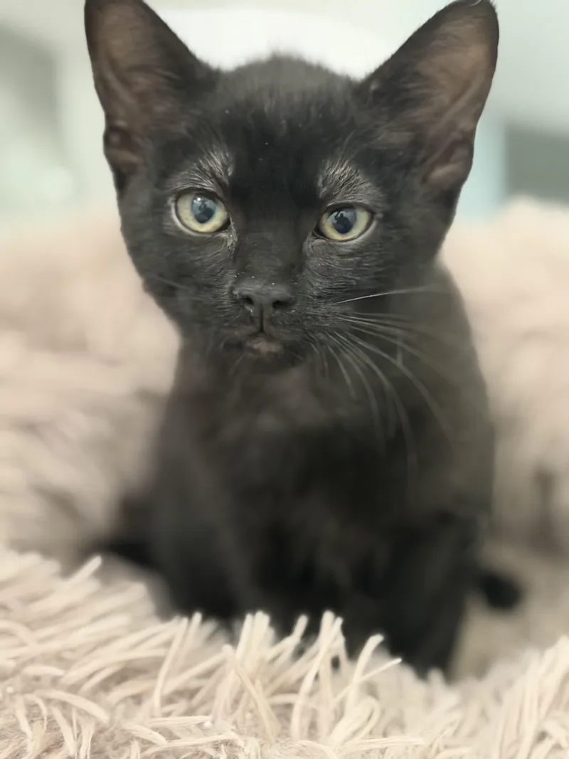 A baby small-sized male Domestic Short Hair cat named Phantom for adoption in Hurricane, UT