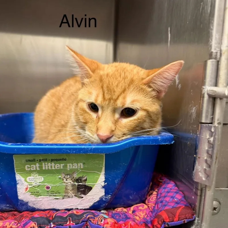 A young medium-sized male Orange / Red Domestic Short Hair cat named Alvin for adoption in Buffalo, MN