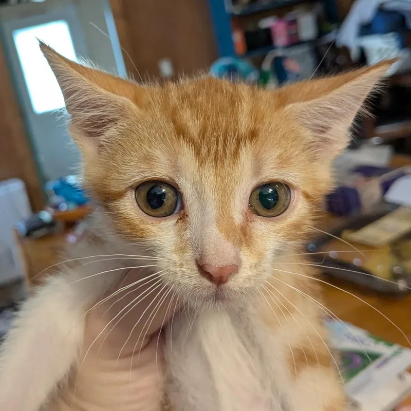 A baby small-sized male Orange / Red Domestic Short Hair cat named Odysseus for adoption in Huntsville, AR
