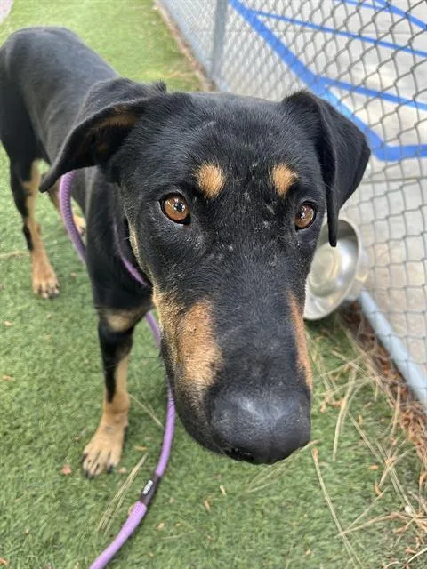 A young medium-sized male Doberman Pinscher dog named Oso for adoption in Downey, CA