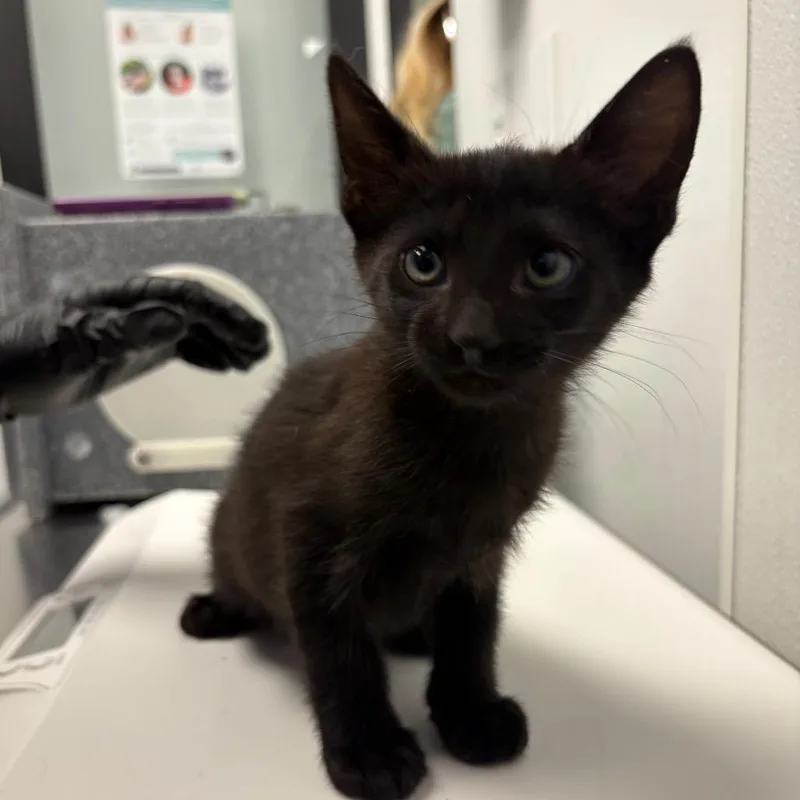 A baby small-sized male Domestic Short Hair cat named Cerberus for adoption in Abilene, TX