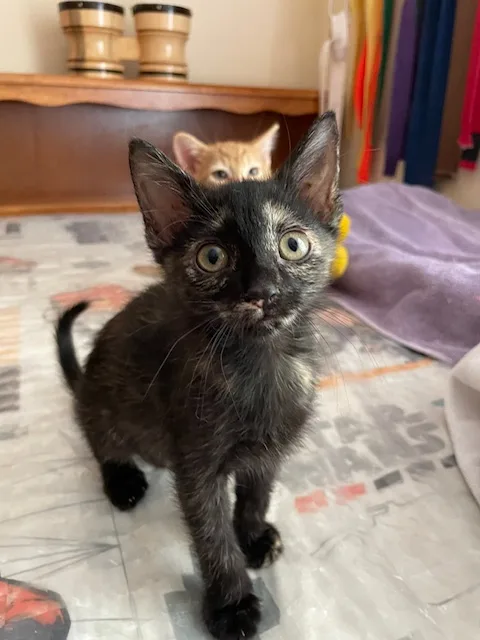 Cp  Nc Kiwi thumbnail 3