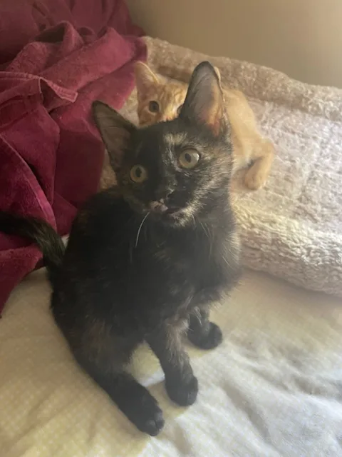 Cp  Nc Kiwi thumbnail 4