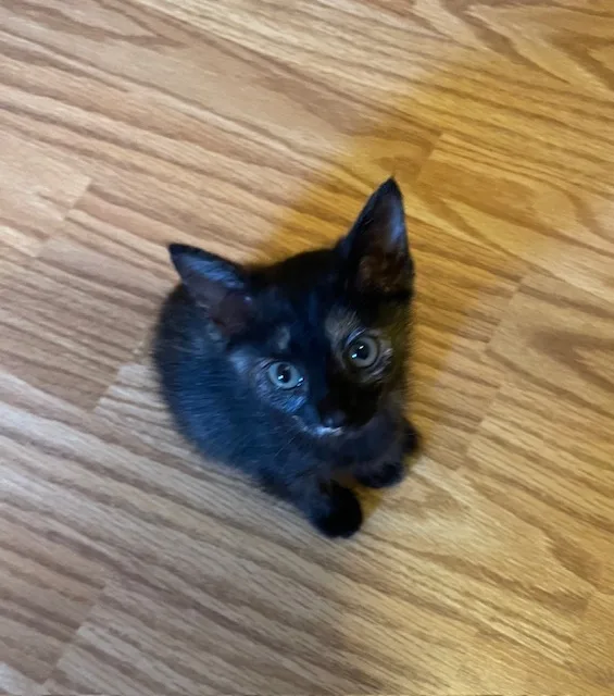 Cp  Nc Kiwi thumbnail 5