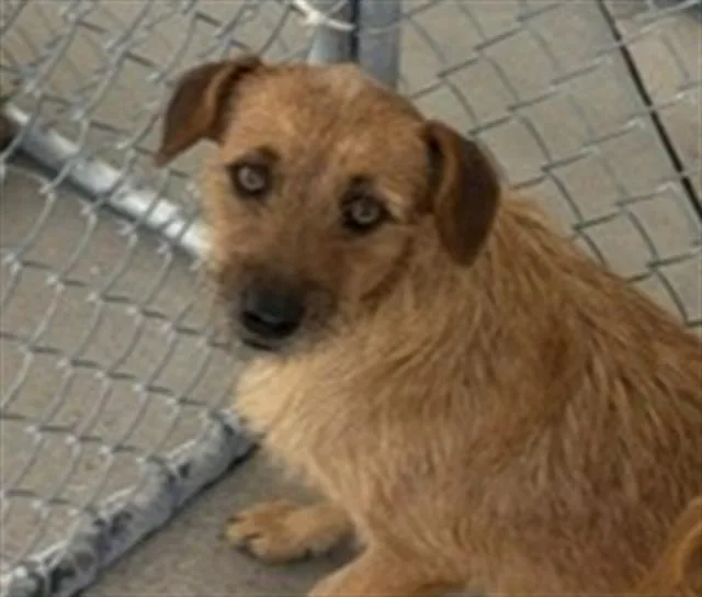 An adult small-sized female Terrier dog named Cece for adoption in Bakersfield, CA