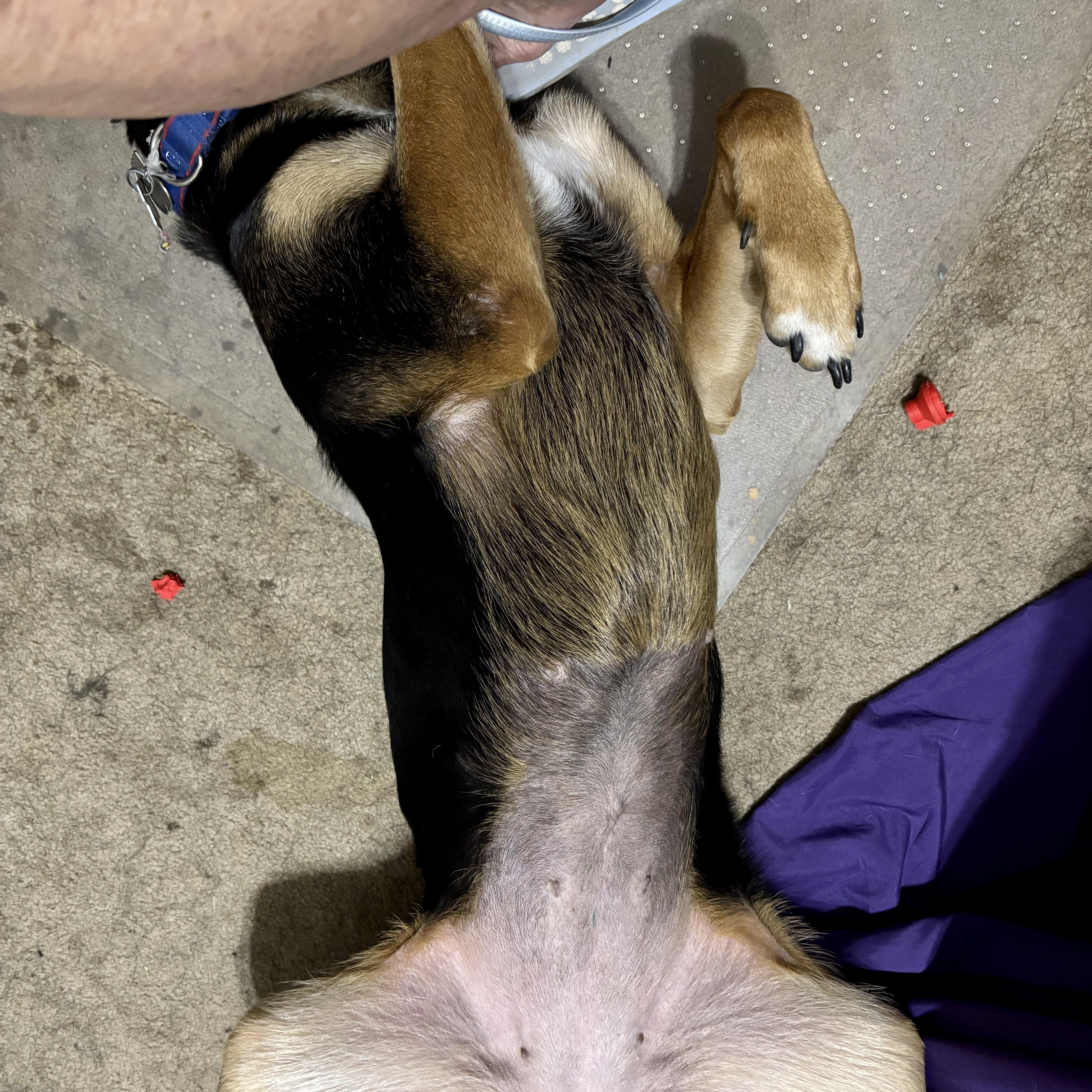 A young large-sized female Catahoula Leopard Dog dog named Ladybug for adoption in Liverpool, TX