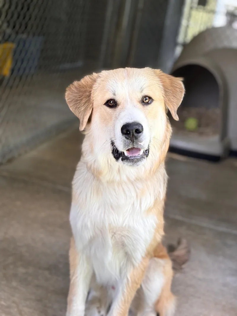 A young large-sized male Great Pyrenees dog named Russ for adoption in Collierville, TN
