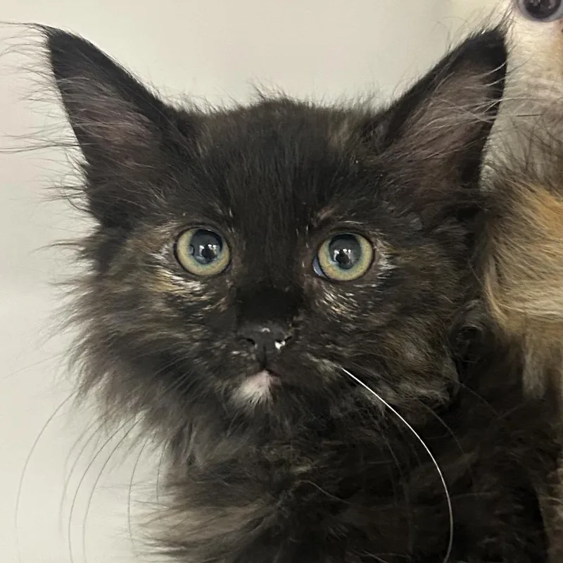 A baby small-sized female Domestic Long Hair cat named Amy Taraji K for adoption in St Joseph, MO
