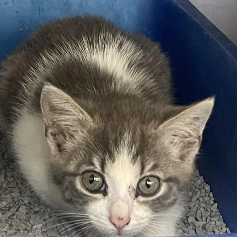 A baby small-sized female White Domestic Short Hair cat named Toast for adoption in Auburn, AL