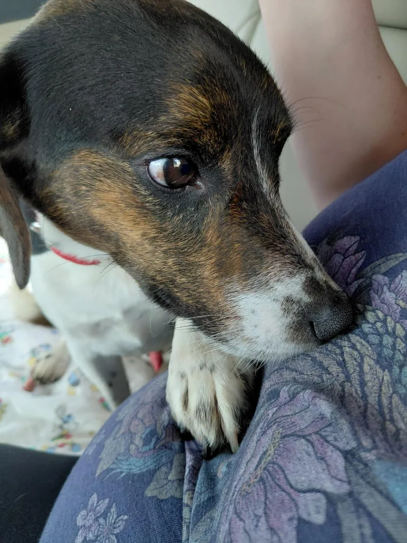 A young small-sized male Tricolor (Brown, Black, & White) Beagle dog named Barclay for adoption in Leesburg, VA
