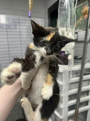 A baby small-sized female Domestic Short Hair cat named Marge for adoption in West Chester, PA