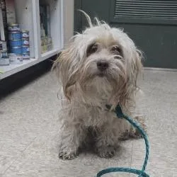 An adult small-sized female White / Cream Maltese dog named Baguette for adoption in Bullhead City, AZ