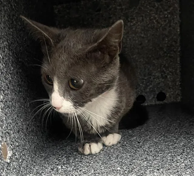 A young medium-sized female Domestic Short Hair cat named Timber for adoption in Dallas, TX