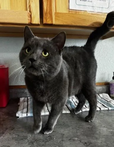 An adult large-sized male Gray / Blue / Silver Domestic Short Hair cat named Sumo for adoption in Hutchinson, MN