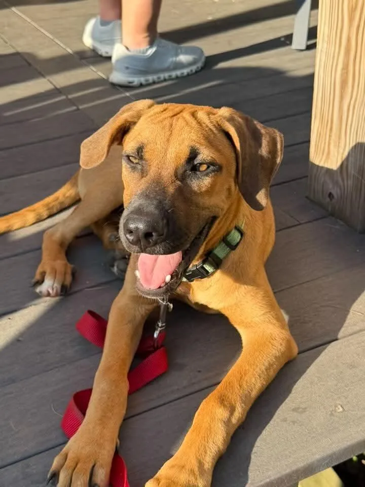A young medium-sized male Golden Labrador Retriever dog named Brody for adoption in Columbia, MD