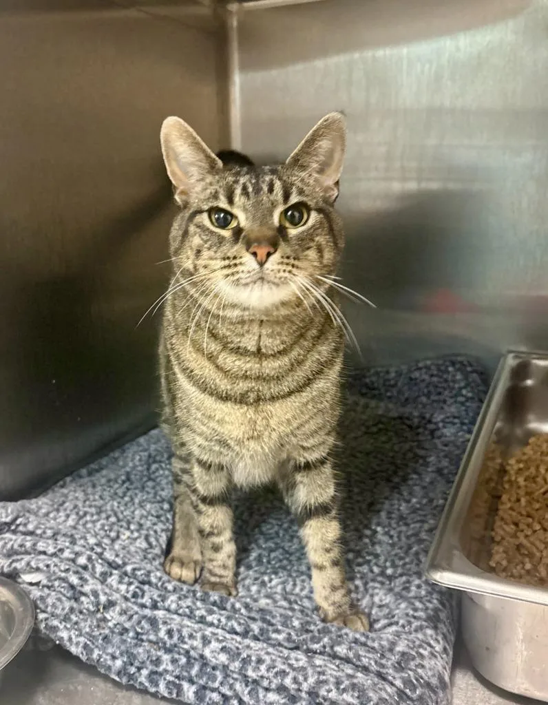An adult medium-sized female Domestic Short Hair cat named Mildred for adoption in Rock Springs, WY