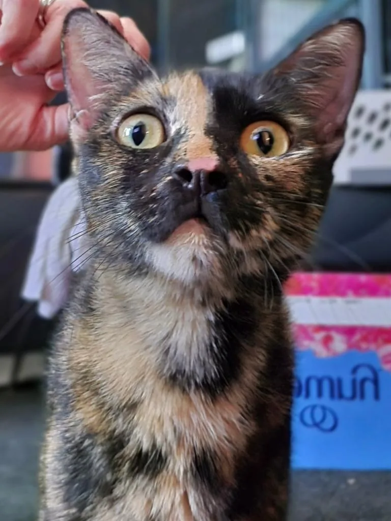An adult large-sized female Domestic Short Hair cat named Hera for adoption in Magnolia, TX