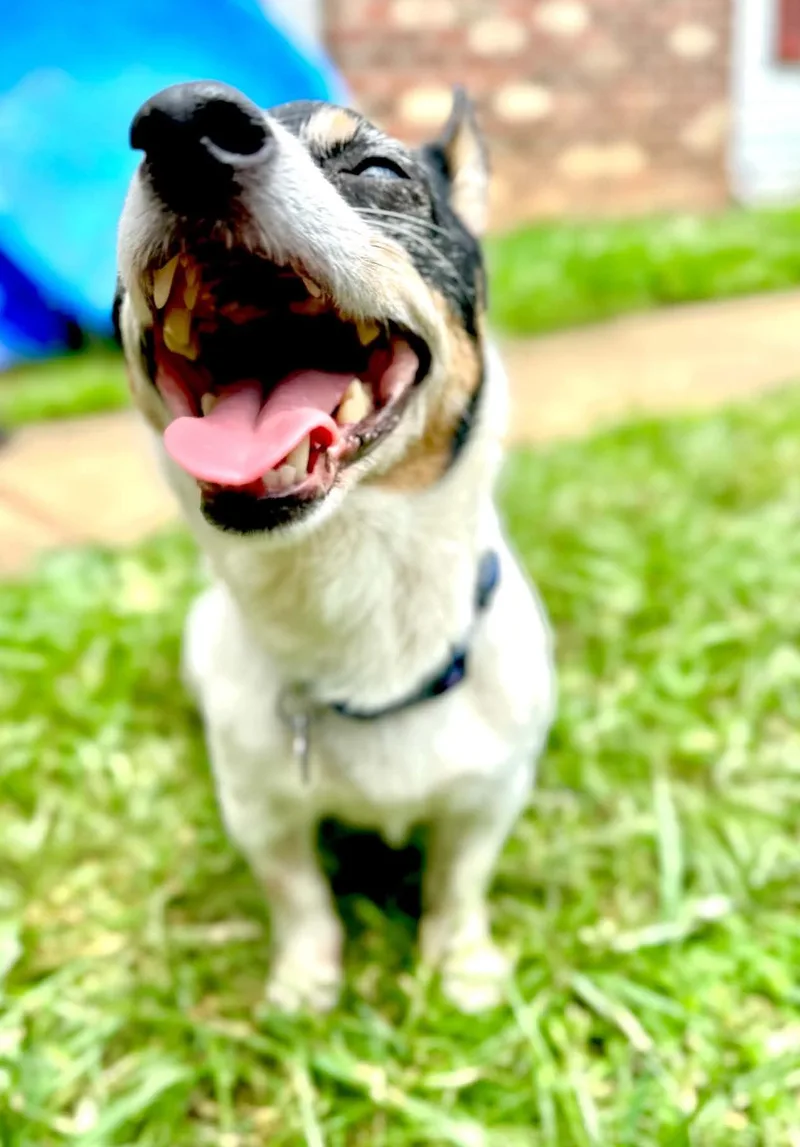 A senior small-sized male Black Jack Russell Terrier dog named Bing for adoption in Rockville, MD