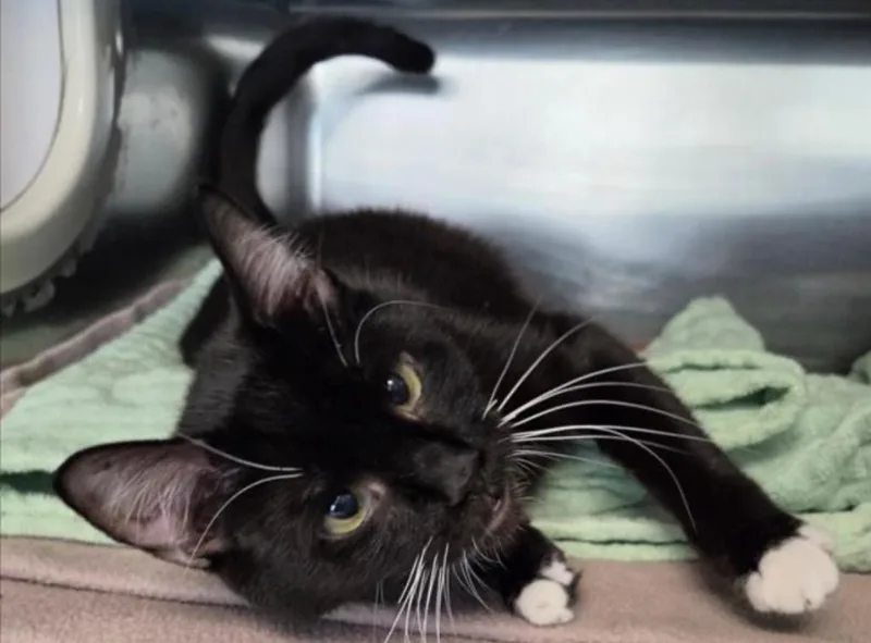 A young small-sized female Domestic Short Hair cat named Blossom for adoption in Los Angeles, CA