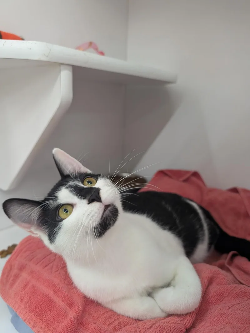 A young medium-sized female Domestic Short Hair cat named Lily for adoption in Buffalo, NY