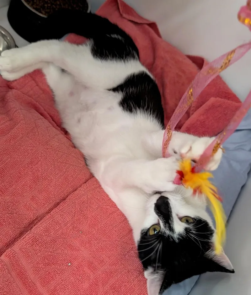 Lily thumbnail 2