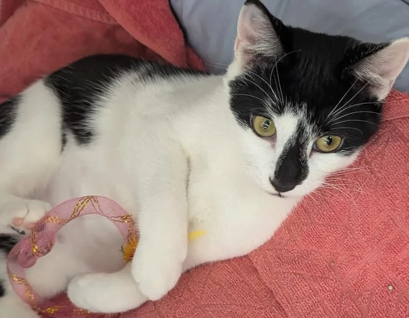 Lily thumbnail 3