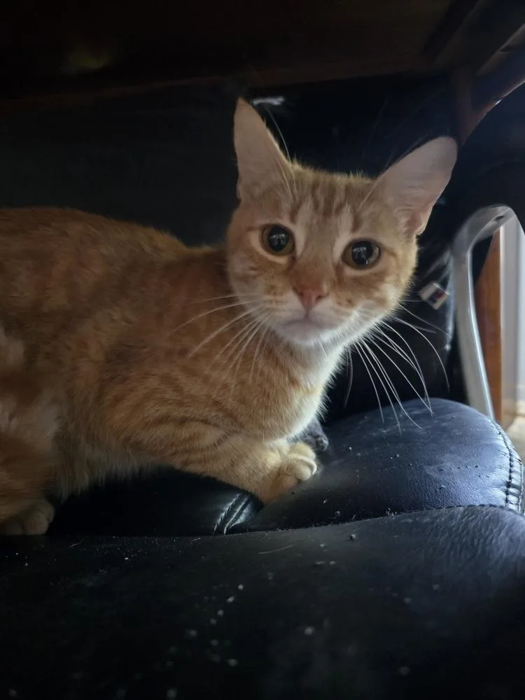 A young small-sized female Tabby cat named Wellbutrin for adoption in Dallas, TX