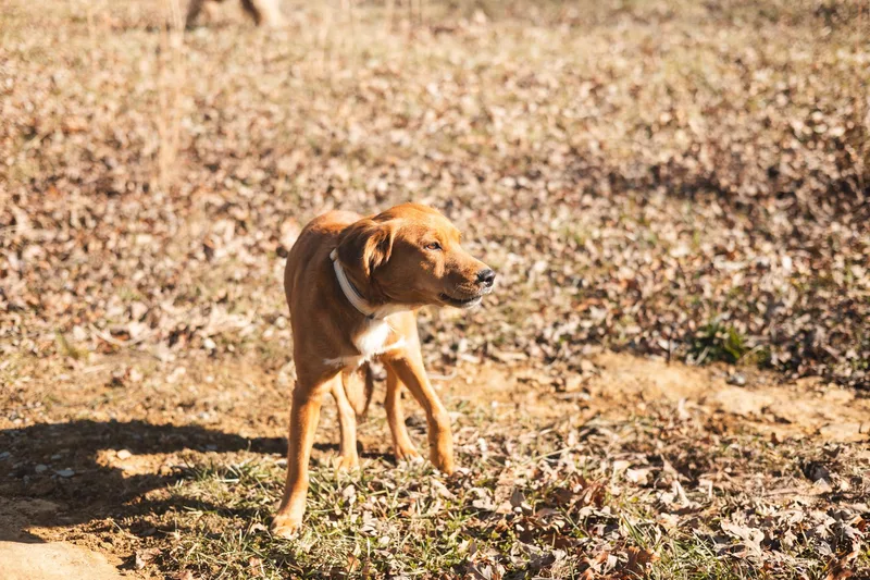 Scarlet Rose thumbnail 2