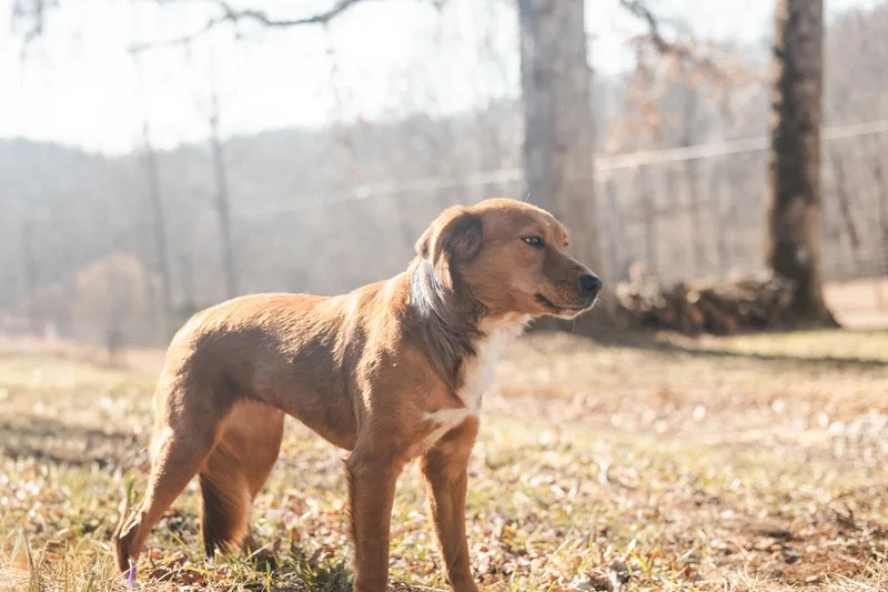 Scarlet Rose thumbnail 4