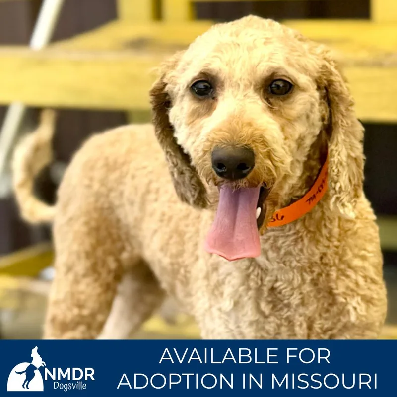 An adult small-sized female White / Cream Miniature Poodle dog named Wendy Missouri JY for adoption in Peyton, CO
