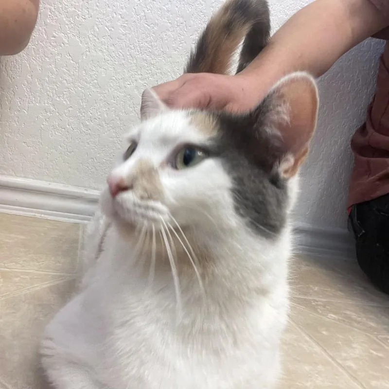 Flutterby thumbnail 2