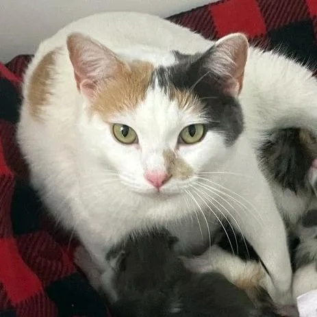 Flutterby thumbnail 3