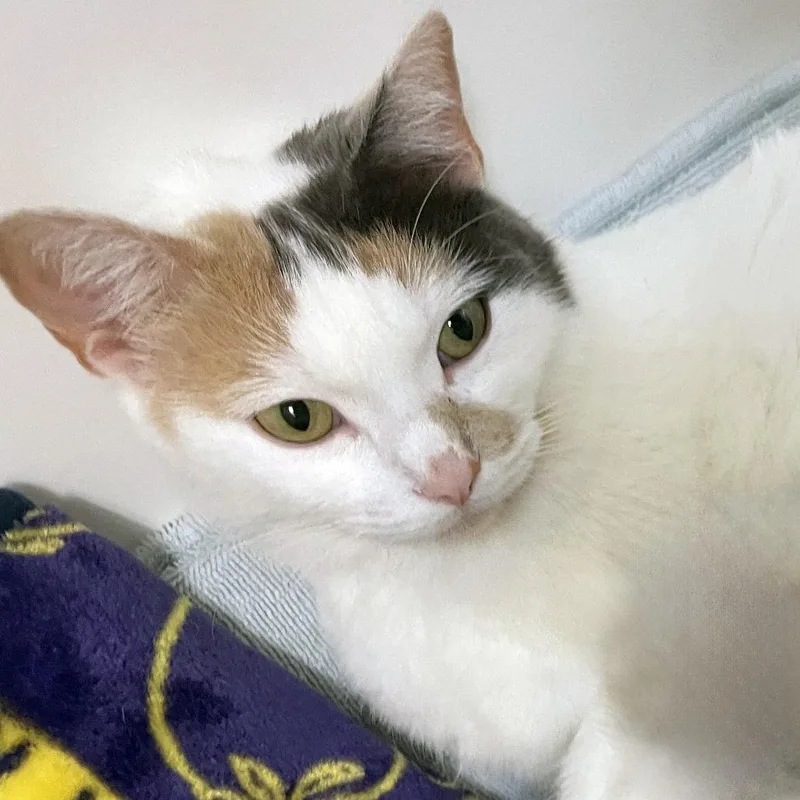 Flutterby thumbnail 4