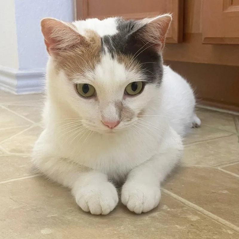 Flutterby thumbnail 5