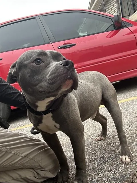 A young medium-sized male Staffordshire Bull Terrier dog named A for adoption in Oklahoma City, OK