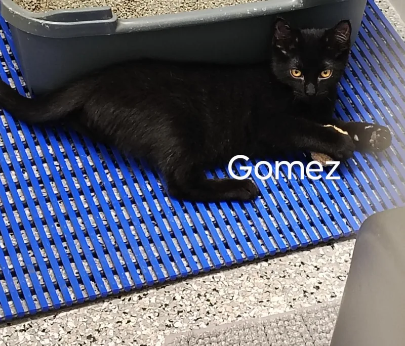 A young medium-sized male Black Domestic Short Hair cat named Gomez for adoption in Richmond, MO