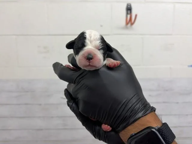 A baby medium-sized female Pit Bull Terrier dog named Sivile for adoption in San Bernardino, CA