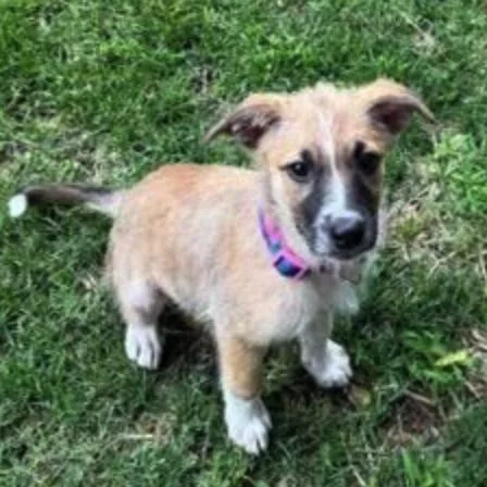 A baby medium-sized male Apricot / Beige Border Collie dog named Zion for adoption in Springfield, MO