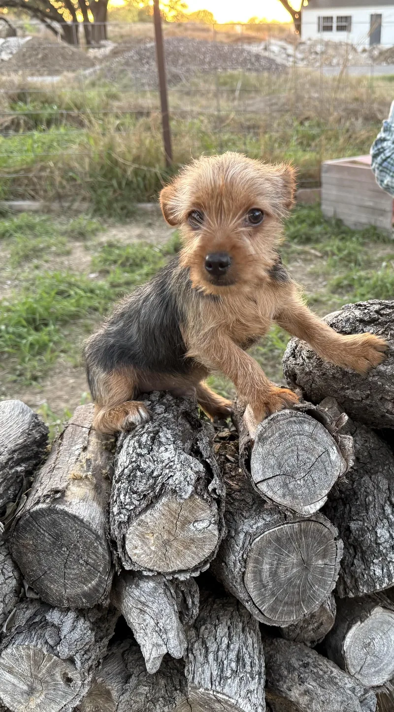 A baby small-sized male Yellow / Tan / Blond / Fawn Yorkshire Terrier dog named Jasper for adoption in Brookeville, MD