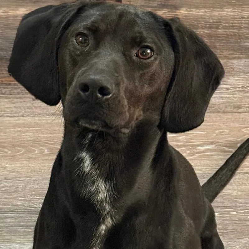 A young small-sized male Black German Shorthaired Pointer dog named Scout for adoption in Lynchburg, VA