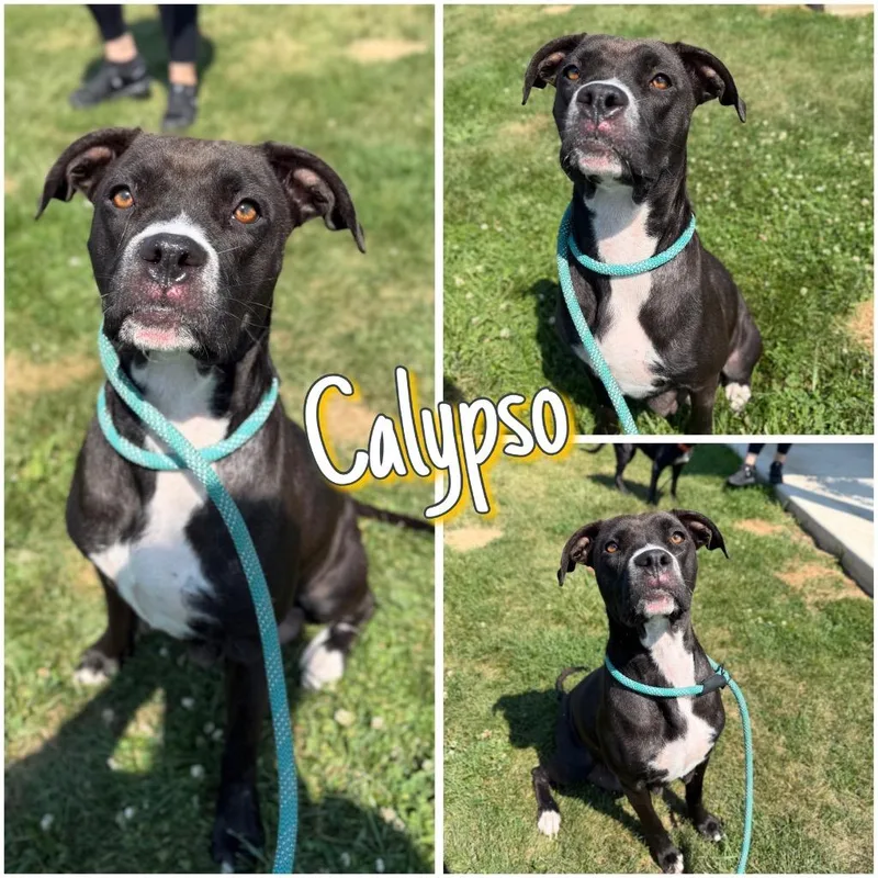 Calypso thumbnail 5