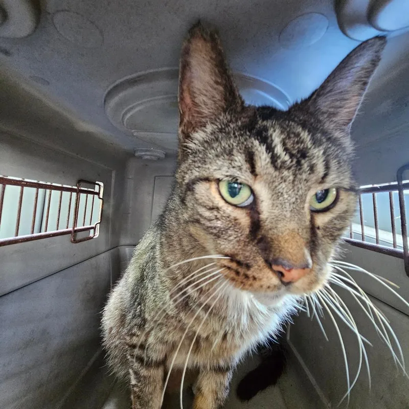 An adult large-sized male Brown / Chocolate Domestic Short Hair cat named Patches Rn for adoption in Lake Jackson, TX