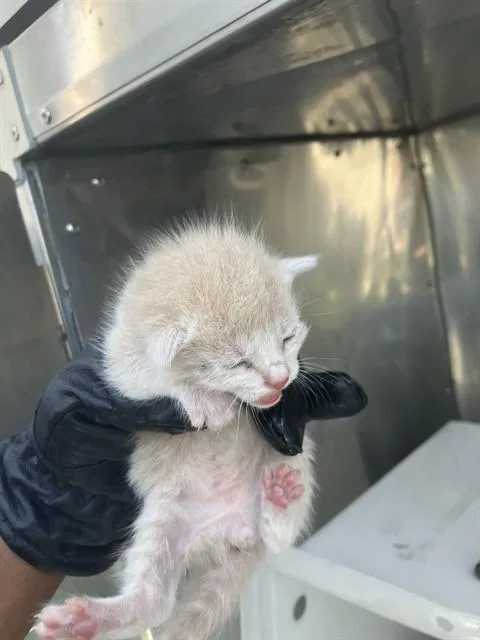 A baby small-sized male Domestic Short Hair cat named Tony for adoption in Dallas, TX