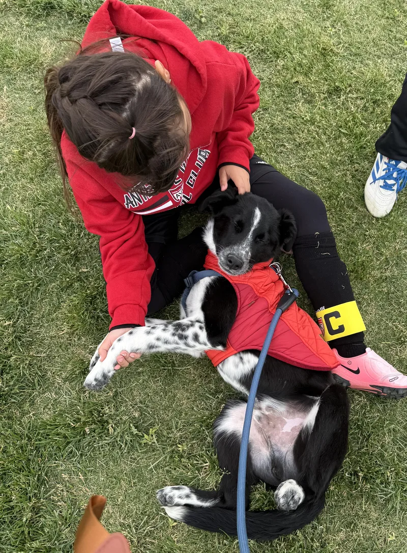 A baby medium-sized male Black Border Collie dog named Mackenzie for adoption in Malibu, CA