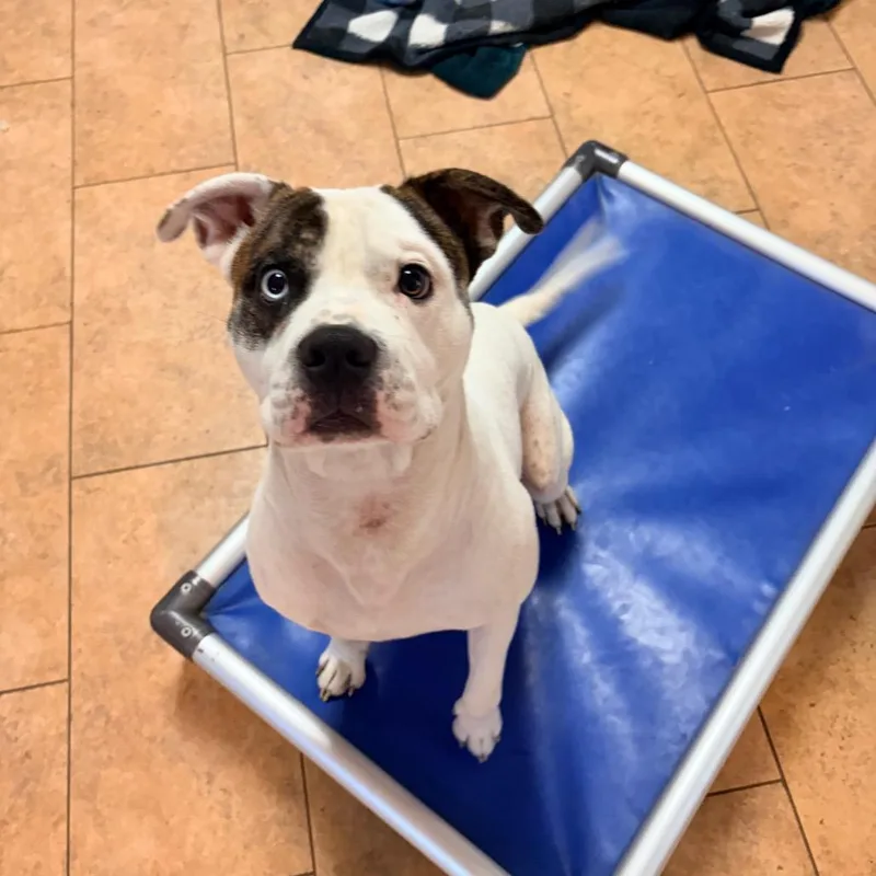 An adult small-sized male White / Cream Mixed Breed dog named Marlo for adoption in Kansas City, MO